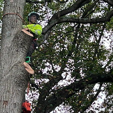 Plant-Health-Care-for-Weeping-Willow-Diseased-Oak-and-Crape-Myrtle-Pruning-in-Queen-Anne-MD 1